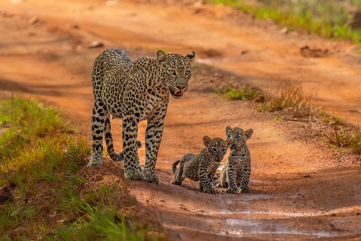 Yala National Park Safari: Half- and Full-Day Leopard & Elephant Tours