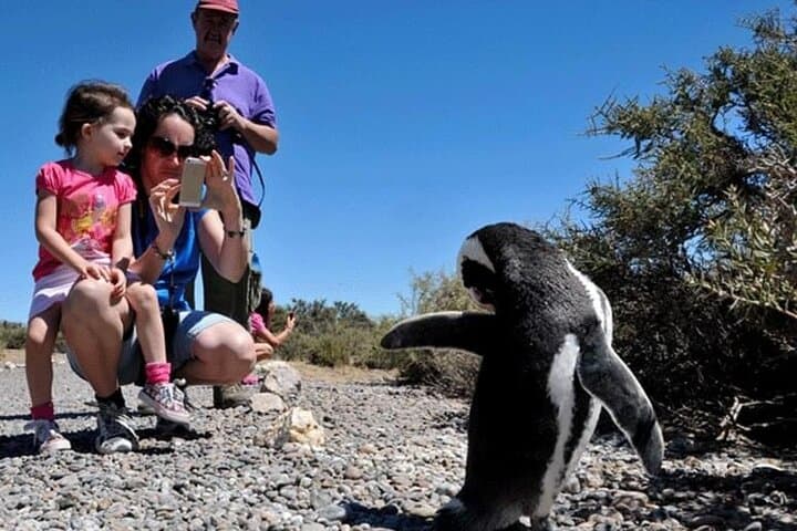 Punta Tombo Penguin Colony: Full-Day Wildlife Tour from Puerto Madryn photo 4