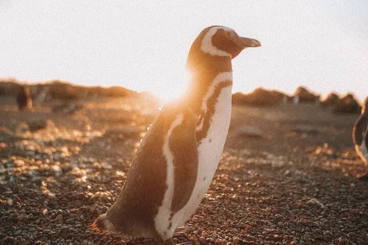 Punta Tombo Penguin Colony: Full-Day Wildlife Tour from Puerto Madryn photo 5