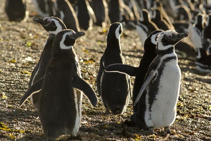 Punta Tombo Penguin Colony: Full-Day Wildlife Tour from Puerto Madryn photo 6