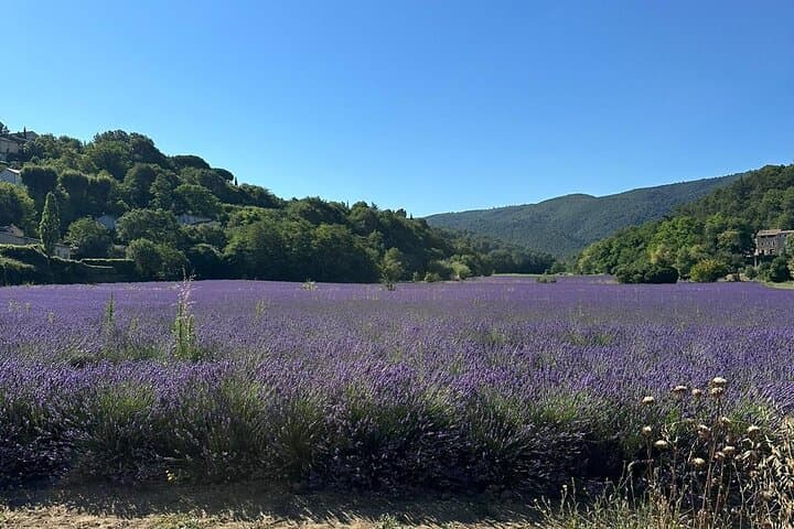 Provencal Elegance: Lavender Fields, Olive Oil Tasting & Pistachio Boutique in Valensole photo 2