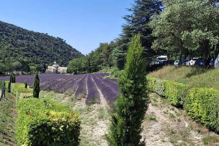 Provencal Elegance: Lavender Fields, Olive Oil Tasting & Pistachio Boutique in Valensole photo 3