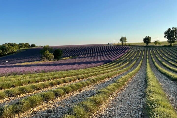 Provencal Elegance: Lavender Fields, Olive Oil Tasting & Pistachio Boutique in Valensole photo 6
