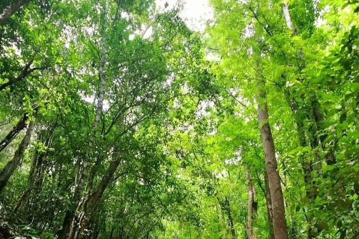 Bohol Countryside Tour: Chocolate Hills, Tarsiers & Loboc River Cruise photo 2