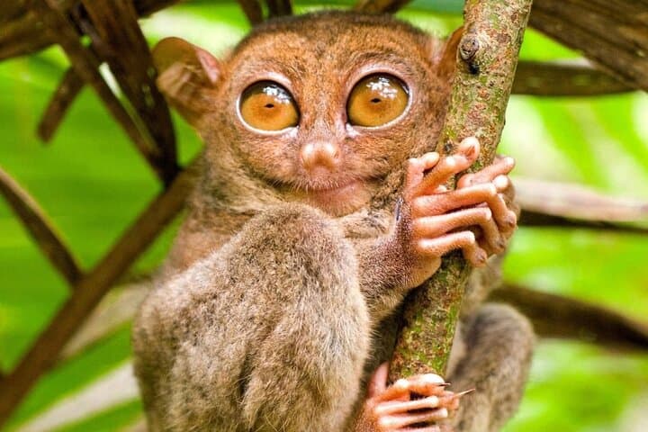 Bohol Countryside Tour: Chocolate Hills, Tarsiers & Loboc River Cruise photo 3