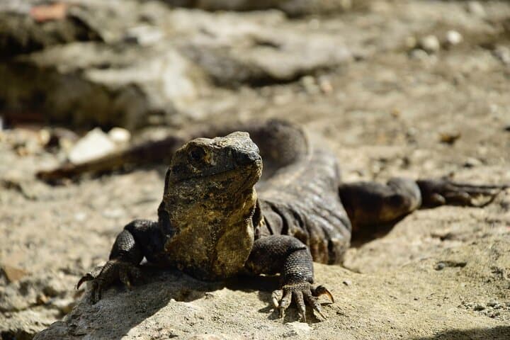 Private Tulum Ruins & Akumal Turtle Snorkel Adventure from Playa del Carmen photo 4