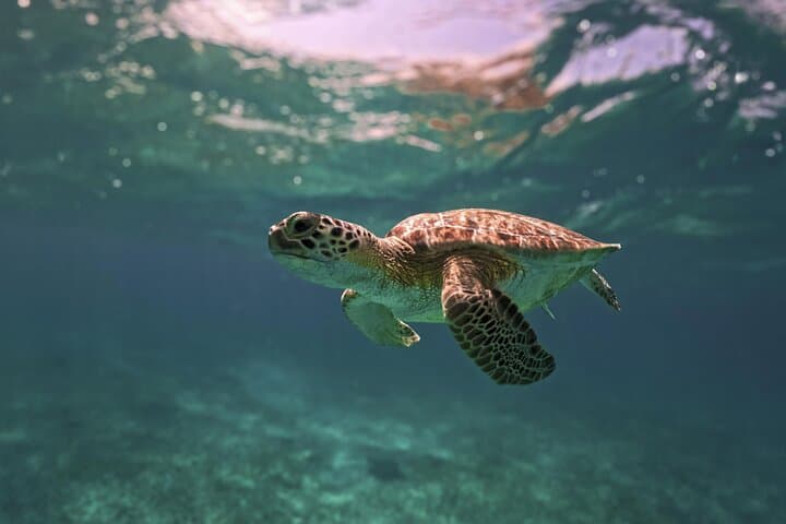 Tulum Ruins, Akumal Turtle Snorkel & Cenote Swim — Full-Day Riviera Maya Tour photo 2