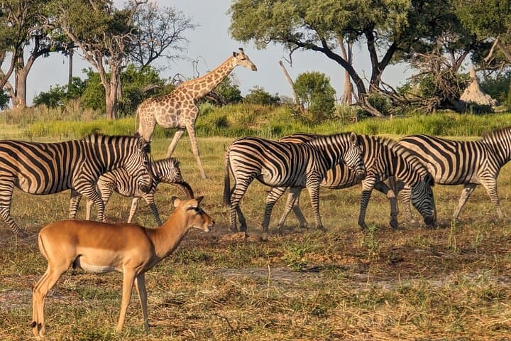 Mobile Camping Safari in Maun: 4-Day Guided Okavango Wildlife Adventure photo 3