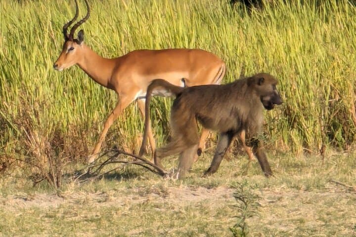 Mobile Camping Safari in Maun: 4-Day Guided Okavango Wildlife Adventure photo 5