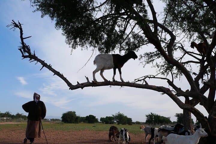 Goats in Argan Trees: Half-Day Agadir Tour to See Climbing Goats & Argan Cooperatives