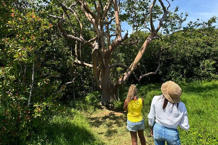 Road to Hana Maui: Guided Day Tour to Waterfalls, Black Sand Beach & Bamboo Forest photo 3