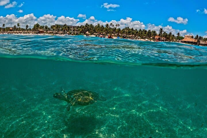 Akumal Turtle Snorkel & Cenote Jungle Adventure — Snorkel, Zipline, Rappel photo 2