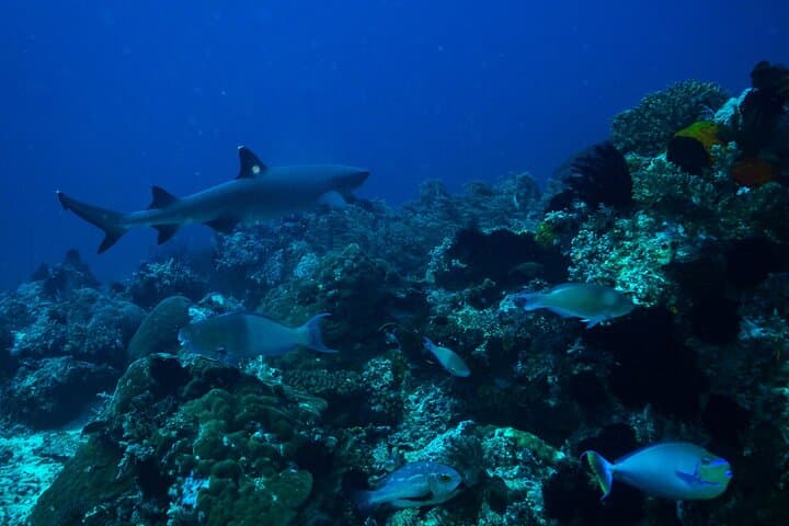 Snorkel Santa Fe Island & Playa Escondida — Galápagos Day Trip photo 5