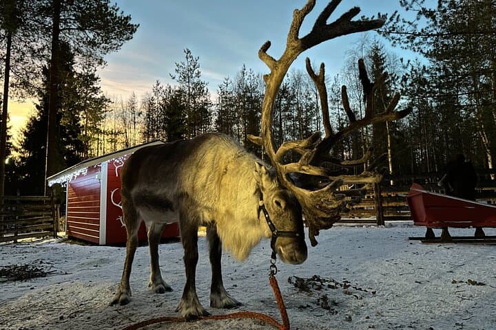 Ranua Zoo & Santa Claus Village Day Trip from Rovaniemi — Meet Reindeer and Cross the Arctic Circle photo 2