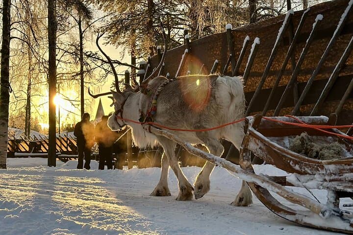 Ranua Zoo & Santa Claus Village Day Trip from Rovaniemi — Meet Reindeer and Cross the Arctic Circle photo 3
