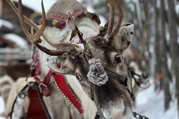 Ranua Zoo & Santa Claus Village Day Trip from Rovaniemi — Meet Reindeer and Cross the Arctic Circle photo 5