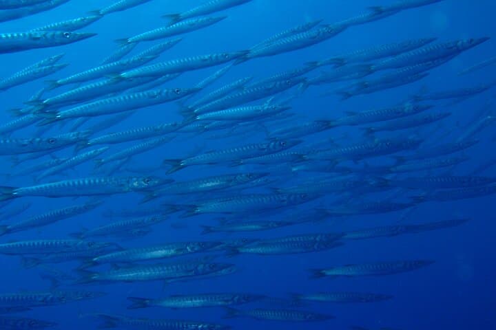 Double Dive in Punta Campanella Marine Protected Area — Sorrento Guided Boat Dives photo 6