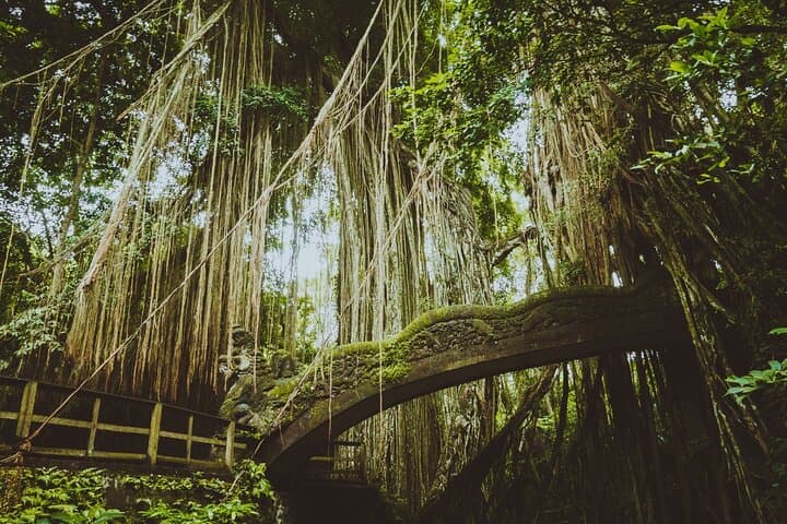 Ultimate Ubud Private Day Tour: Monkey Forest, Tegalalang Rice Terraces & Sacred Temples photo 3