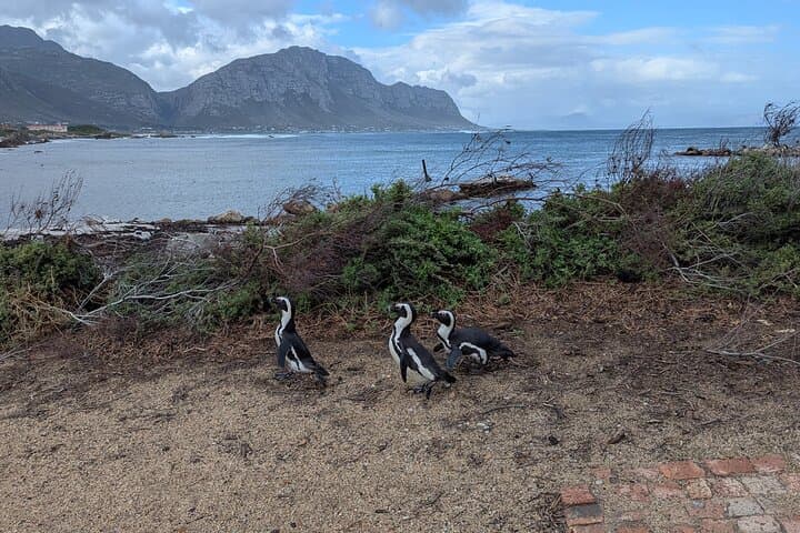 Cape of Good Hope, Cape Point & Boulders Beach Half-Day Tour — Cape Town Coastal Highlights