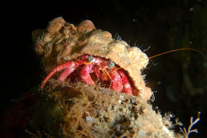 First Scuba Diving in Punta Campanella Marine Park - Beginner Dive from Sorrento photo 4