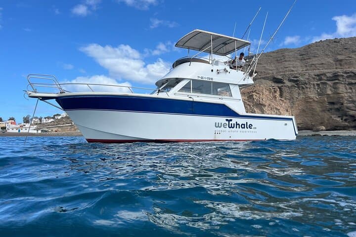 Silent Hybrid Dolphin Watch: Small-Group Marine Safari from Pasito Blanco, Gran Canaria