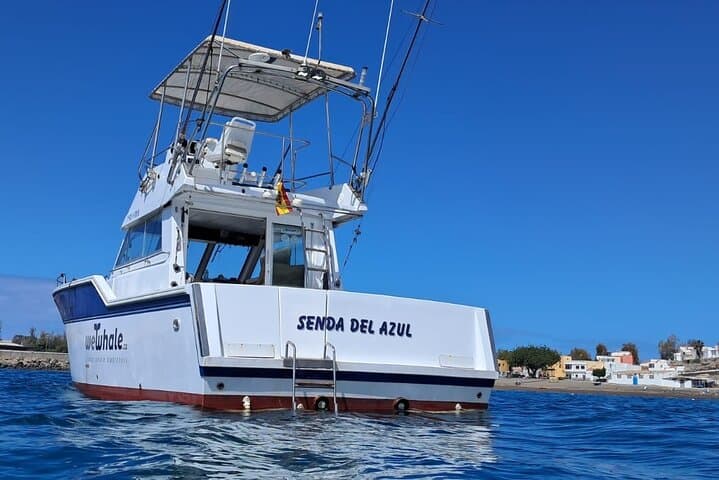 Silent Hybrid Dolphin Watch: Small-Group Marine Safari from Pasito Blanco, Gran Canaria photo 2