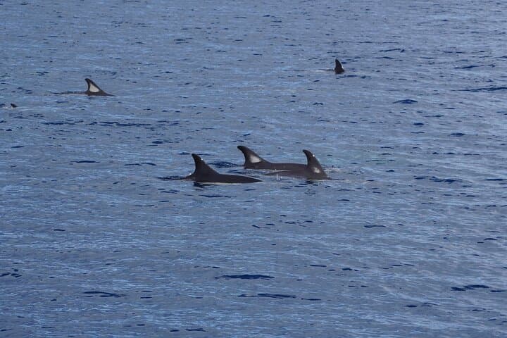 Silent Hybrid Dolphin Watch: Small-Group Marine Safari from Pasito Blanco, Gran Canaria photo 4