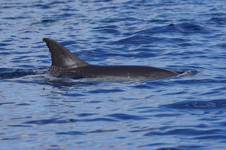 Silent Hybrid Dolphin Watch: Small-Group Marine Safari from Pasito Blanco, Gran Canaria photo 5