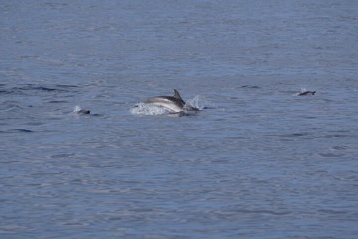 Silent Hybrid Dolphin Watch: Small-Group Marine Safari from Pasito Blanco, Gran Canaria photo 6