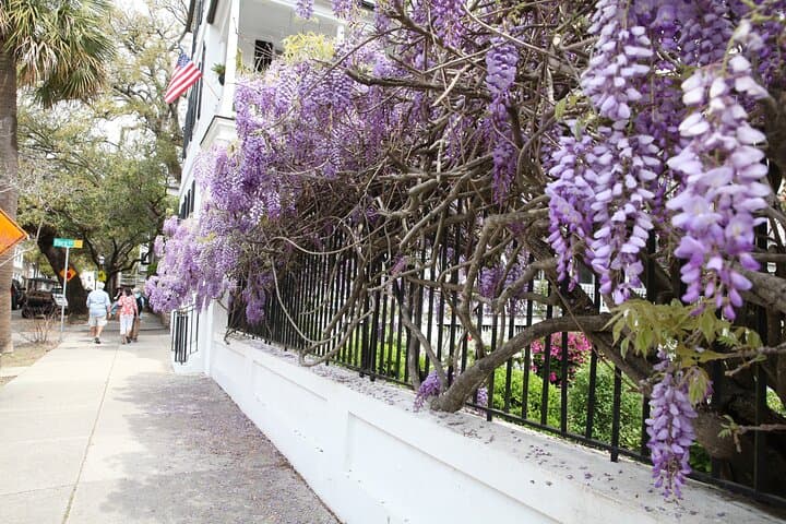 Historic Charleston Walking Tour: Waterfront Park to the Exchange photo 3