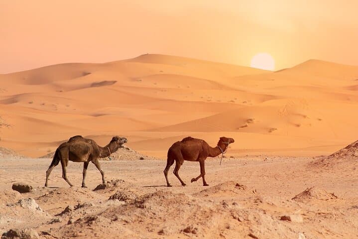 4-Day Fes to Sahara Desert Tour — Erg Chebbi Camels, Todra Gorges & Ait Benhaddou photo 6