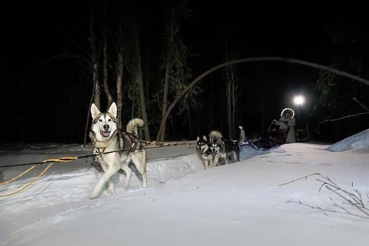 Dog Sledding and Northern Lights in Fairbanks: Night Combo Tour photo 3