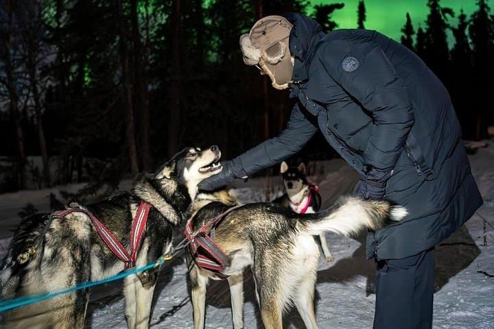 Dog Sledding and Northern Lights in Fairbanks: Night Combo Tour photo 2