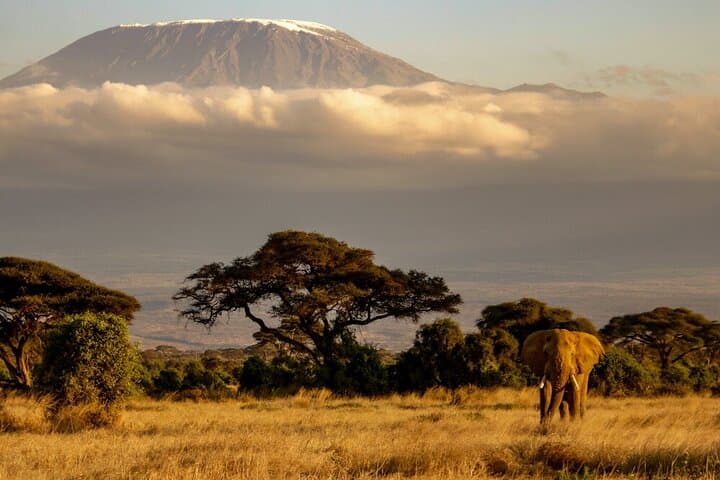 Day Trek to Kilimanjaro’s Shira Plateau via the Lemosho Route photo 6