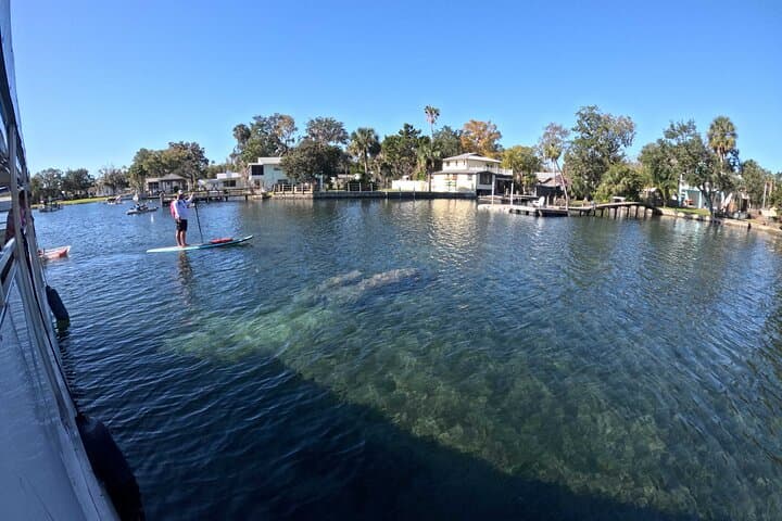 Kings Bay Manatee Watching Cruise — Scenic Covered Boat Tour in Crystal River photo 2