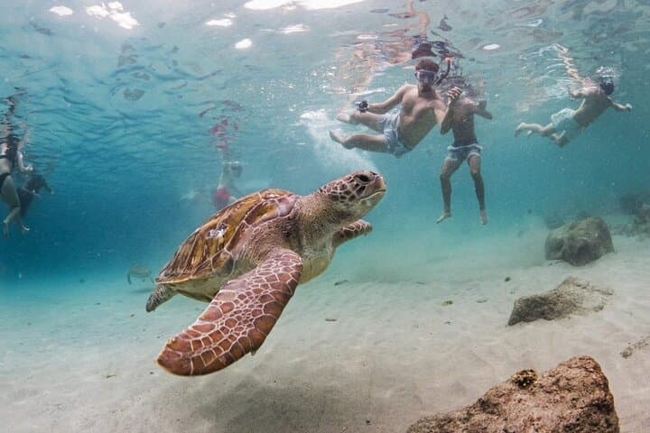 Turtle Swim & Shete Boka to Kenepa Beach Adventure, Curaçao photo 2