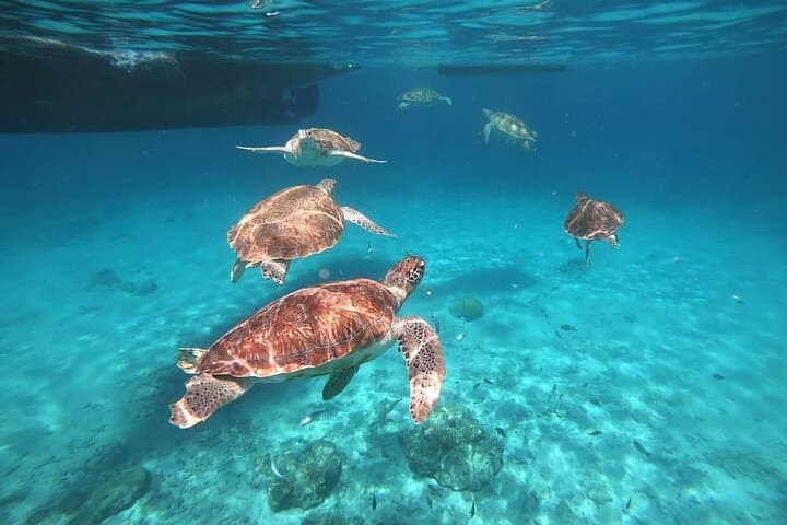Turtle Swim & Shete Boka to Kenepa Beach Adventure, Curaçao