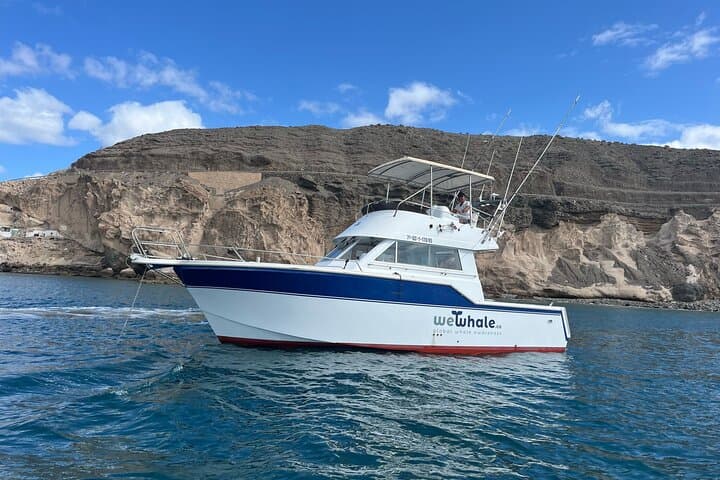 Sunset Dolphin Watching Cruise in Gran Canaria — Small-Group Eco Tour photo 4