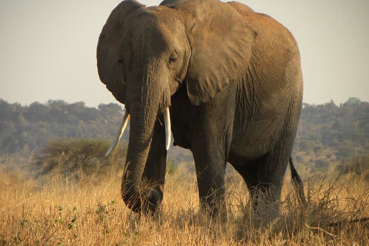Lake Manyara Full-Day Safari from Arusha: Tree-Climbing Lions & Flamingo Flats photo 2