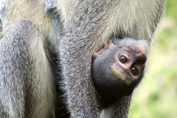 Lake Manyara Full-Day Safari from Arusha: Tree-Climbing Lions & Flamingo Flats photo 3
