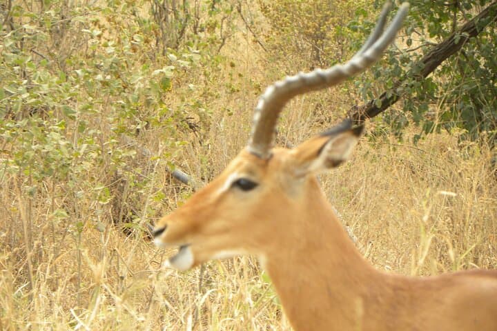 Lake Manyara Full-Day Safari from Arusha: Tree-Climbing Lions & Flamingo Flats photo 4
