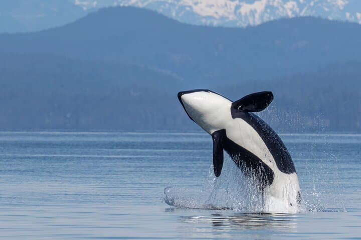 Campbell River Whale Watching: 4-Hour Wildlife Cruise to See Orcas & Humpbacks photo 4