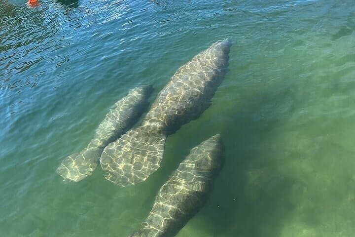 Kings Bay Manatee Watching Cruise — Scenic Covered Boat Tour in Crystal River