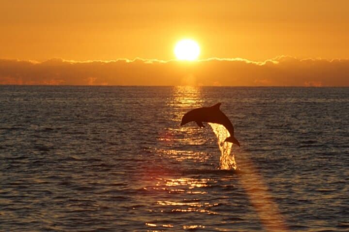 Sandestin Sunset Eco-Dolphin Cruise: Dolphin Watching & Bay Sunset Tour photo 3