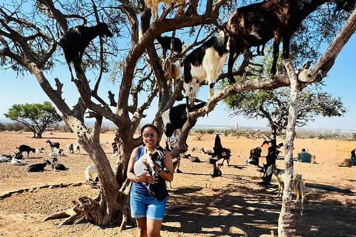 Argan Tree Goats and Souk El Had: Agadir Day Tour to Argan Groves and Market photo 2