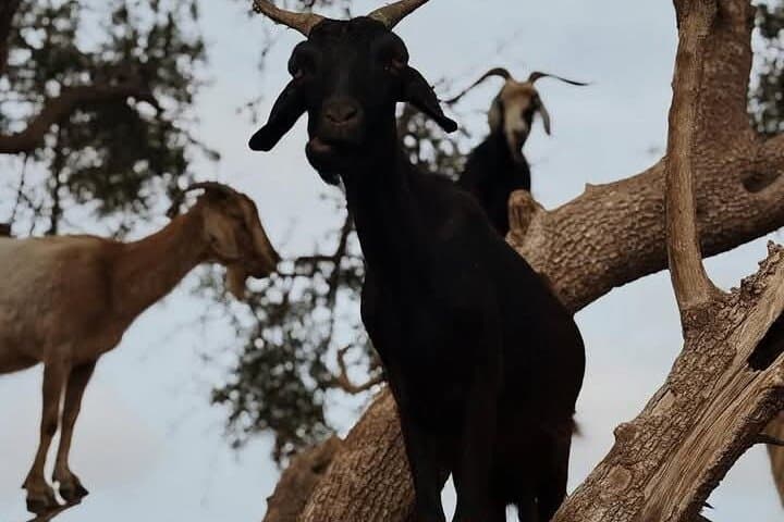 Argan Tree Goats and Souk El Had: Agadir Day Tour to Argan Groves and Market photo 4