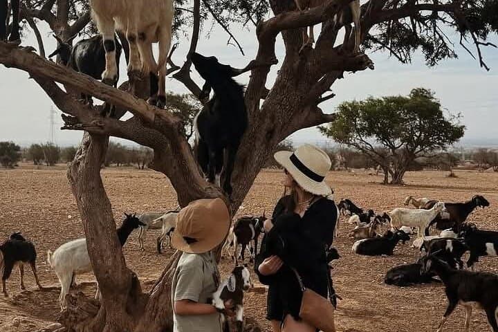 Argan Tree Goats and Souk El Had: Agadir Day Tour to Argan Groves and Market photo 5