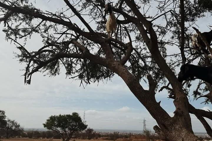 Argan Tree Goats and Souk El Had: Agadir Day Tour to Argan Groves and Market photo 6
