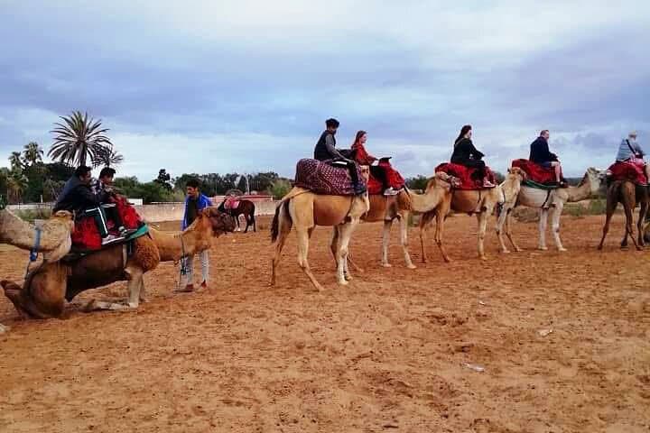 Camel Ride in Agadir — Aghroud Dunes & Souss River Wildlife Experience photo 6
