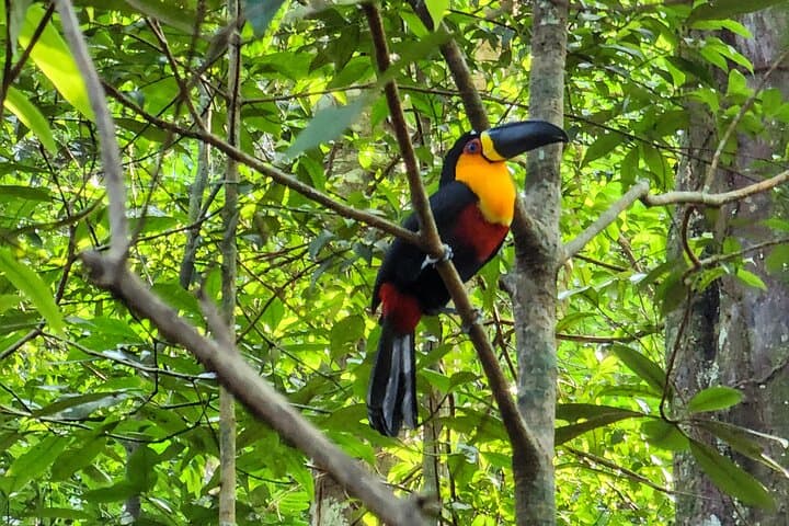 Hiking to Christ the Redeemer: Corcovado & Tijuca Forest Trek Guide photo 6